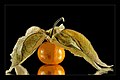 Le fruit d'un Physalis peruviana et son calice à l'origine du nom amour en cage.