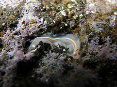 Prosthiostomum cf. trilineatum, un Prosthiostomidae.