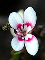 Stylidium dichotomum