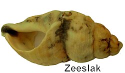 Zeeslak