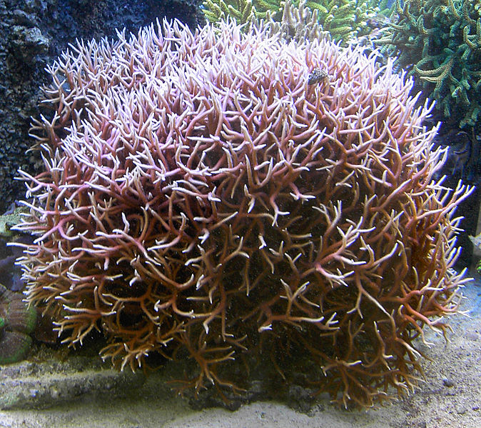 File:Seriatopora hystrix.jpg