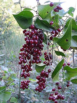 Smilax aspera