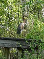 Tricolored Heron, FL