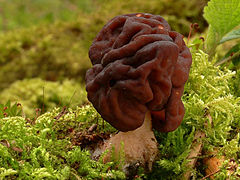 2007-04-02 Gyromitra esculenta cropped.jpg