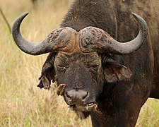 Un buffle d'Afrique accompagné d'un Piquebœuf à bec rouge.