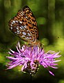 1. Ezüstös gyöngyházlepke (argynnis adippe) budai imolán (Centaurea sadleriana) (javítás)/(csere)