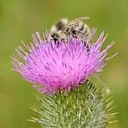 Bombus veteranus