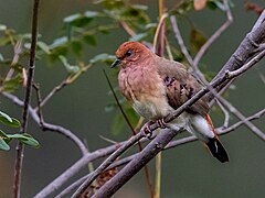 Description de l'image Columbina cyanopis Blue-eyed Ground Dove; Rolinha do Planalto Natural Reserve, Botumirim, Minas Gerais, Brazil 02.jpg.