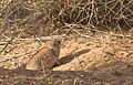 Indische Wüstenrennratte (Meriones hurrianae)