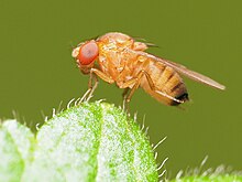 Drosophila suzukii 182797703.jpg