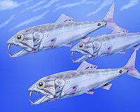 Enchodus