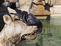 Columba livia (Rock Dove) Image is also a Featured picture of fountains