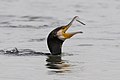 Grand cormoran. Lac de Tunis (site Ramsar et ZICO ), au sud. Mars 2018.