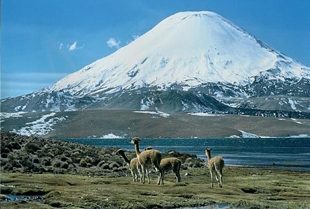 Animals in front of Lake Chungará