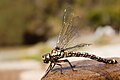 Image 1 Aeshnidae Photo: JJ Harrison The Tasmanian Darner (Austroaeschna tasmanica) is an Australian species of dragonfly in the Aeshnidae family, which includes some of the largest of the dragonflies on the planet. Also referred to as "hawkers", the name "darner" derives from the fact that the female abdomens look like a sewing needle, as they cut into plant stem when they lay their eggs through the ovipositor. More selected pictures