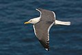 L. f. graellsii en vuelo cerca de Skomer, Gales