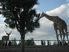 Unos de los varios animales en exhibición, en el Parque Central.