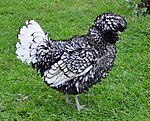 Poule padoue naine frisée argenté liseré noir.