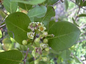 Chrysobalanus icaco leaves and flowers (Forest & Kim Starr (USGS)