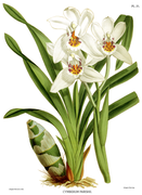 Cymbidium parishii