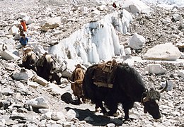 Yak comme bête de somme au Népal.