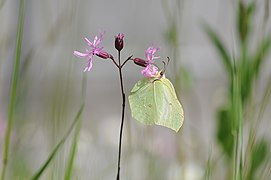 ♂ Gonepteryx rhamni (Common Brimstone)