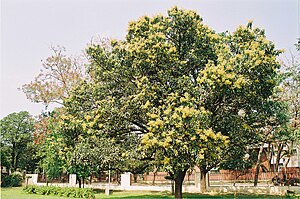 Mangobuum (Mangifera indica)