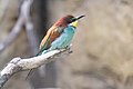 Merops apiaster