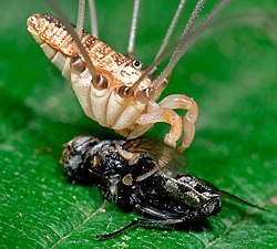 ハエを食べているザトウムシ。