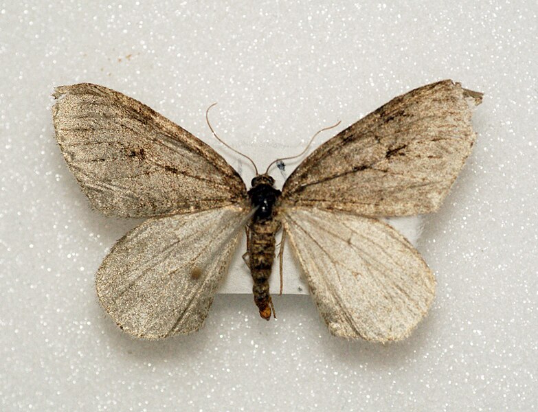 File:Autumnal Moth - Gen Det (8291000853).jpg