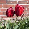 Tulipa