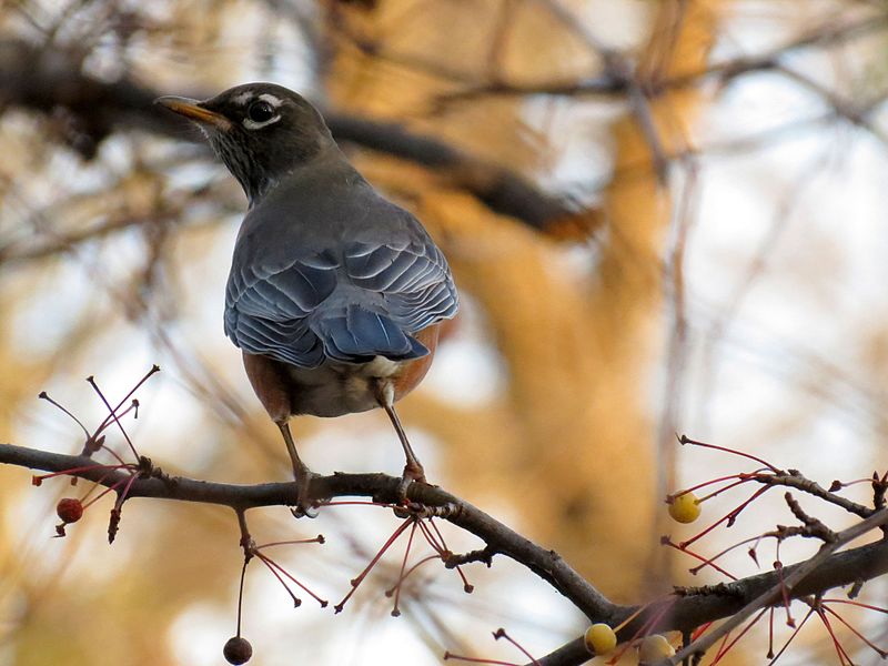 File:American Robin - Flickr - treegrow.jpg