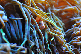 Amphiprion sandaracinos (Orange Skunk Clownfish) on Heteractis crispa (Sebae Anemone)