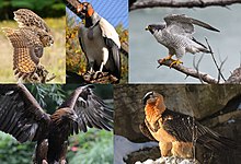 Montage of extant raptors. From top left to right: eurasian eagle-owl, king vulture, peregrine falcon, golden eagle and bearded vulture