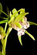 Cymbidium tigrinum