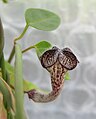 Ceropegia carnosa