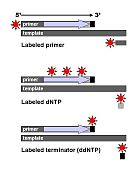 DNA Sequencin 3 labeling methods.jpg