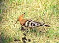 African Hoopoe