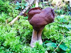 Gyromitra.jpg