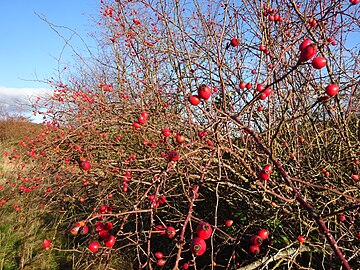 Rose hips