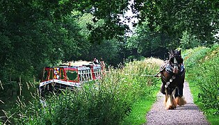 Un cheval noir tirant un bateau