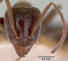 Iridomyrmex conifer