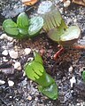 Haworthia springbokvlakensis has round, bulging, translucent leaf faces.