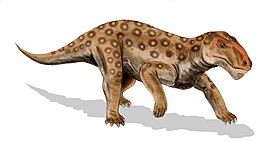 Lycaenops