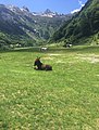 La Val Loana e in fondo la Cima della Laurasca