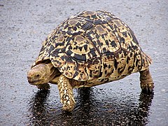 Leopardenschildkröte