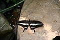 Papilio gigon