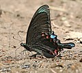 Papilio paris (Paris Peacock)