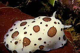 Dalmatian Doris (Peltodoris atromaculata), yon nudibranch Doridiyen