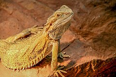 Description de l'image Pogona vitticeps (ok).JPG.